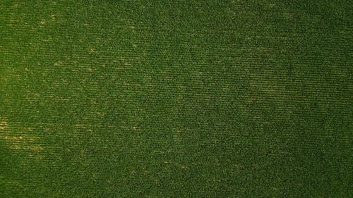 Aerial shot of a corn field