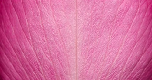 Close Up Video of Tender Beautiful Rose Petal Texture Pink Rose Petal Close Up Macro Photo of