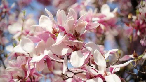 Pink Cherry Blossoms are in the Full Bloom Adding a Vibrant Contrast Against the Clear Blue Sky