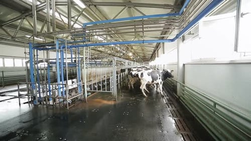 Le volet se lève et les vaches quittent les compartiments de la ferme