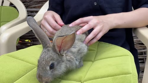 Person Gently Petting a Fluffy Rabbit Outdoors