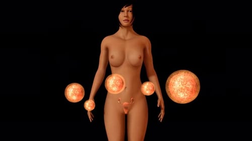 Female Reproductive System and Ovarian Egg Cells Animation