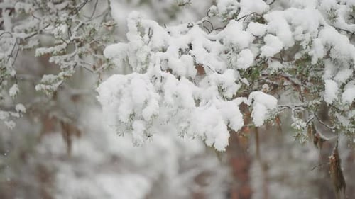 Snow Falling on Evergreen Branches in Winter Forest