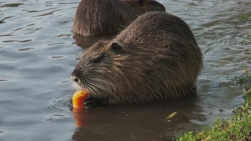 Nutria Animal comiendo zanahoria