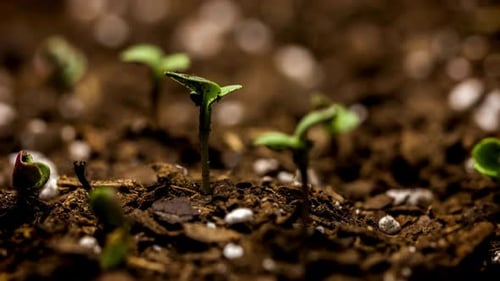 Time-lapse Of Young Green Sprouts Emerge from Soil
