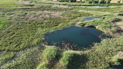 Wetland Meadow And Reeds