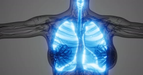 Glowing 3D Human Lungs and Respiratory System Medical Animation
