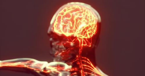 Animated Human Brain and Nervous System Activity
