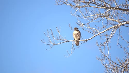Red tailed hawk perching on a tree branch