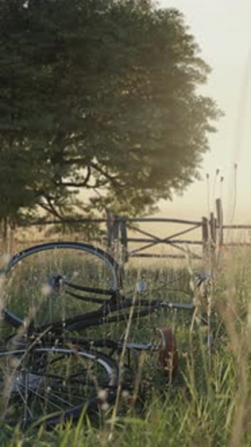 Laying Bicycle In Front Of Flower Meadow And Oak Tree