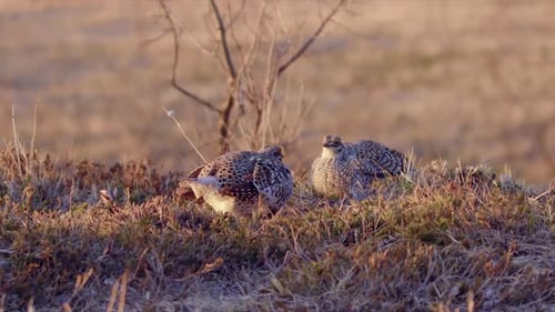 Deux tétras à queue fine se font face à l'heure dorée du matin dans les prairies