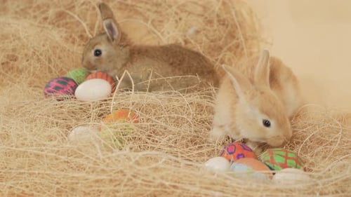 Zwei junge süße kleine Osterhasen, die in den Ostereiern herumschnüffeln - Hochwinkel, mittlere Nahaufnahme