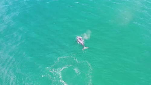 Scenic View Of Humpback Whale Swimming At The Pacific Ocean - top drone shot