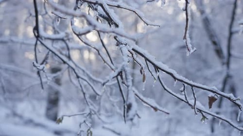 Beautiful Winter Forest Scenery