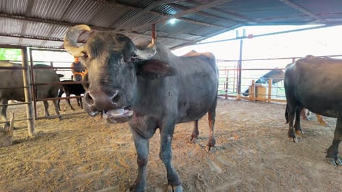 tranquil water buffalo ruminating at sunrise. animal social behavior