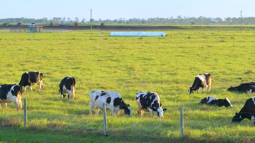 Cattle Grazing on Farmland Pasture Production of Organic Dairy Products Milk Cows Feeding on Green