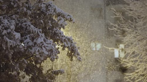 Snow Falling at Night in Urban Winter Scene