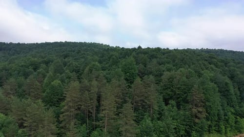 Pine Forest Aerial Video
