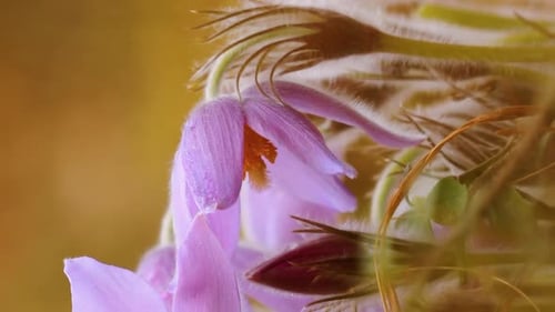 Beautiful Wild Spring Flowers Pulsatilla Patens Flowering Blooming Plant In Family Ranunculaceae