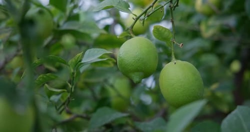 Lime Tree with Fruits Natural Organic Green Lemon on Lemon Tree Outdoor