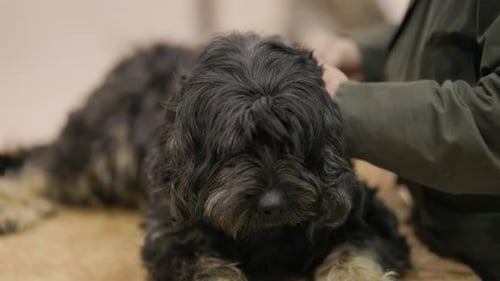 Dog Relaxing While Groomer Brushes Fluffy Fur