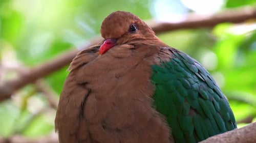 Una tórtola esmeralda hembra (chalcophaps indica) que descansa sobre la rama de un árbol en su hábitat natural, resoplando