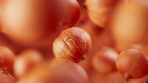 Animation en boucle d'un groupe de citrouilles. Défocalisation. Gros plan.