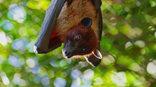 Flying Foxes are Hanging Upside Down in the Jungle During Daylight Hours