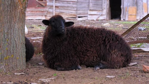 A brown sheep eat and rest in the fresh air at rural farm.