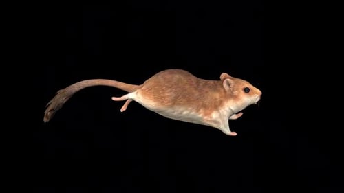 Sand Mouse Run Idle 2