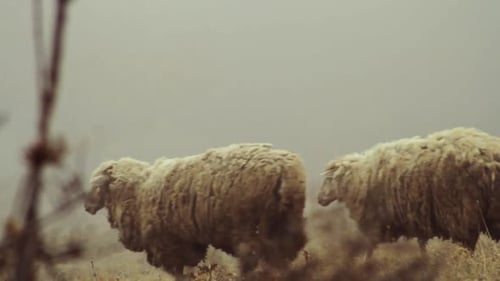 Flock of Sheep Gathering in Misty Field
