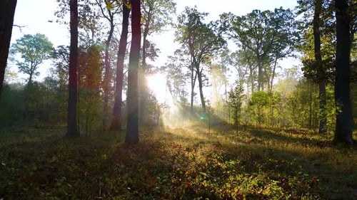 Morgen im Regenwald. Helle Sonnenstrahlen durchdringen die Äste der Bäume.