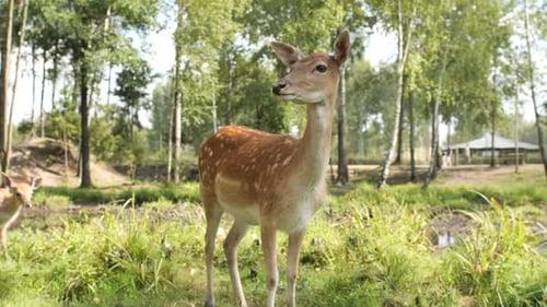 Young Fallow Deer Looking Around in a Forest