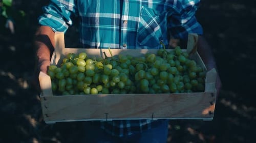 Nahaufnahme eines erwachsenen Mannes, der im Weinberg Trauben erntet