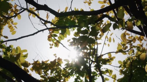 Les rayons du soleil brillent à travers les arbres de la forêt. - angle faible