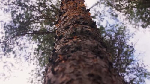 Nature and Forest Concept - Trunk of Pine Tree in Woods Bark