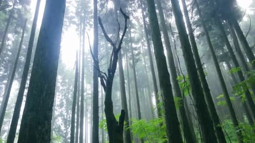 Deep Forest and Green Nature, 4K Shot