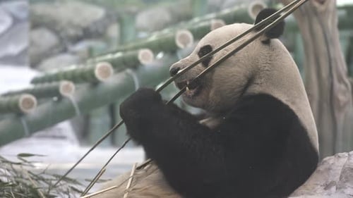Close Up of Panda Bear Eating Bamboo