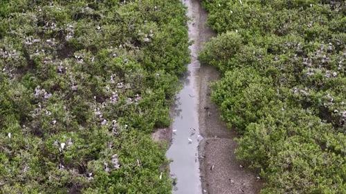 Aerial view of white egret habitat in mangrove colony