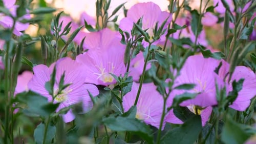 Pink spring flowers with green leaves blowing in the wind