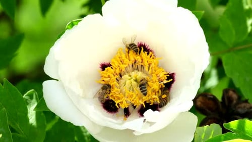 Bees Pollinating White Flower with Yellow Stamen