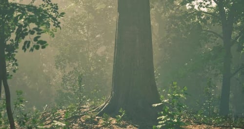 Sunlight Filters Through Trees in a Serene Forest Setting During Golden Hour