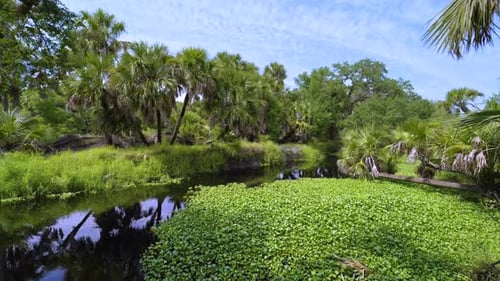 Wild Tropical Nature with Dense Green Rainforest Florida Jungles with Palm Trees Wetland River and