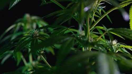Sativa Marijuana Plant Closeup Indica Rasterized Herbal Cannabis Leaf Macro