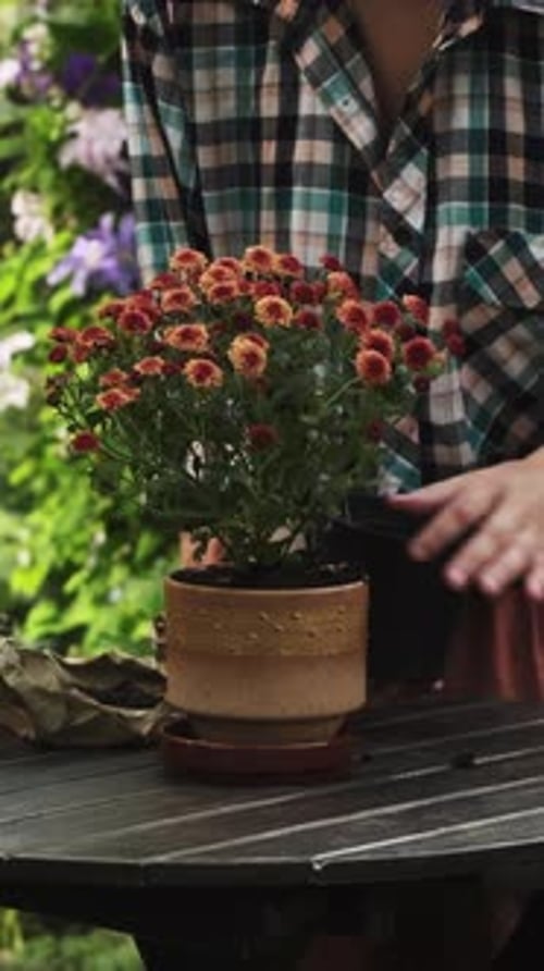Vertical Video Woman Repotting Flowering Plant in Summer Backyard Garden