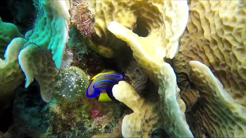 Yellow blue tropical fish in corals. Diving nature.