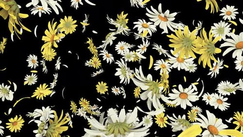 Daisy Flower Burst auf Alpha 4K.