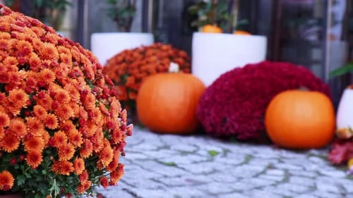 Halloween Decorated Outdoor Cafe or Restaurant Terrace in America or Europe with Pumpkins