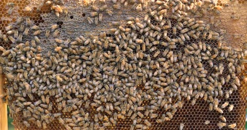 Beehive bee, domestic bees make honeycombs, extract honey, for procreation, hardworking. Concept: