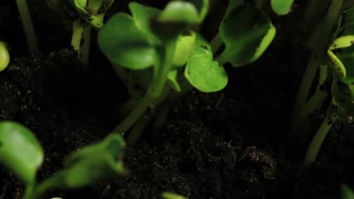 Growing seeds rising from soil time lapse 4k footage.